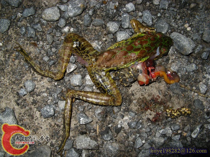 IMG (1032).jpg