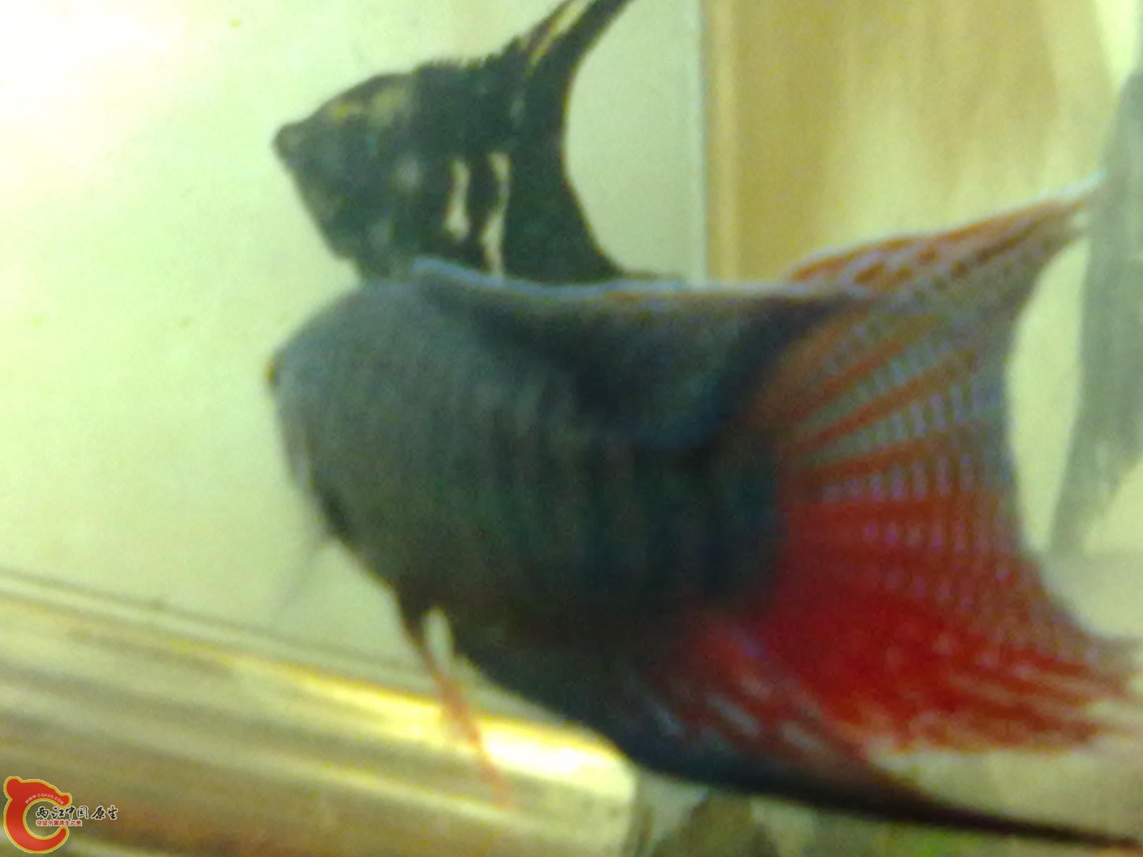 20110513154.jpg