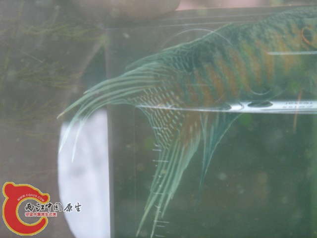 DSC00055.jpg