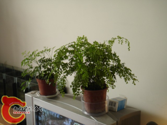 DSC00017.jpg