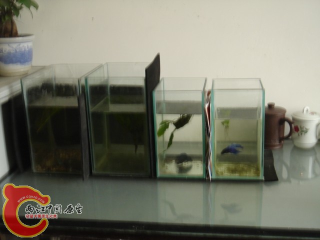 DSC00014.jpg