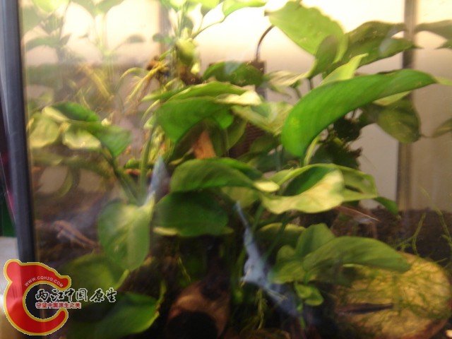 DSC00010.jpg