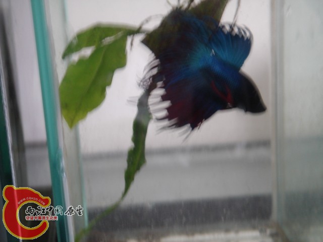 DSC00026.jpg