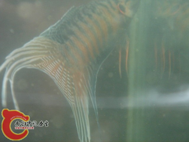 DSC00044.jpg