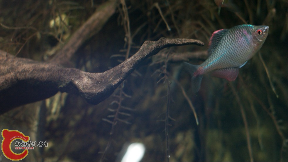 鳑鮍.jpg