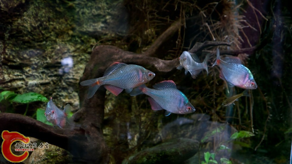 鳑鮍5.jpg