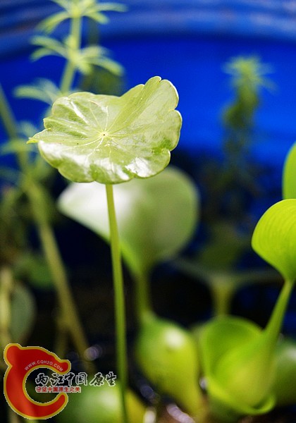 香菇草