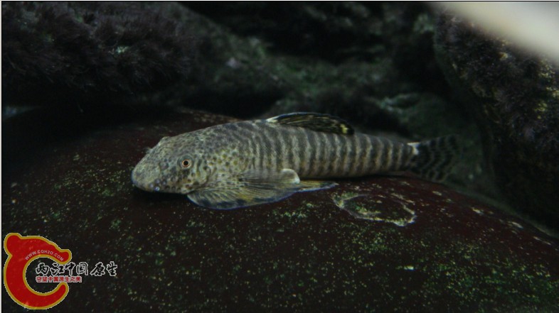 这只方式敢挑战李氏