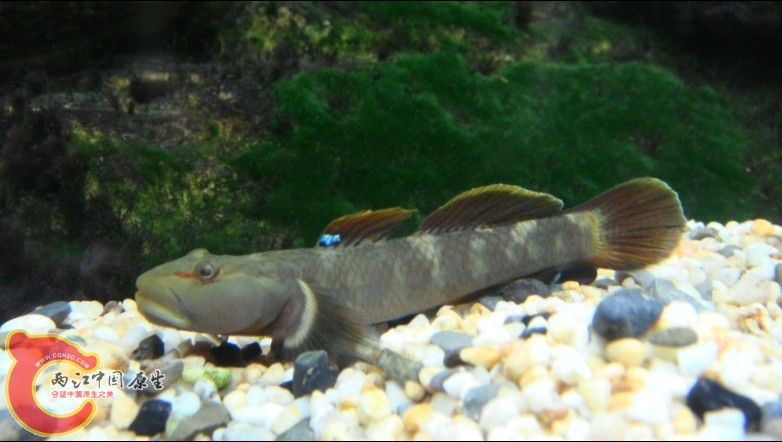 李氏，小缸底层霸主