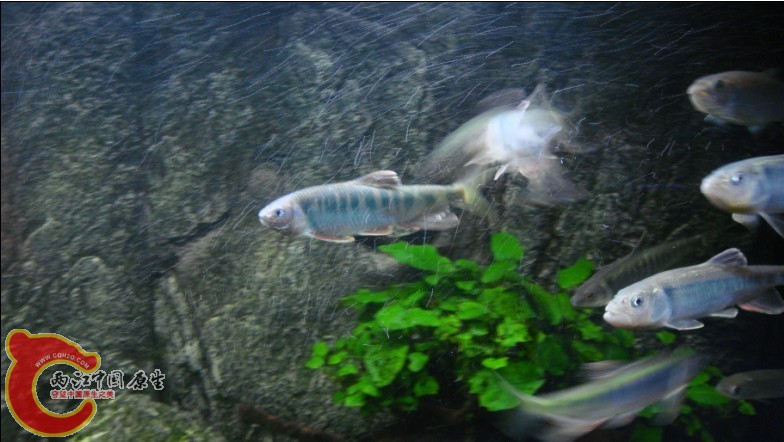大缸中的长鳍鱲