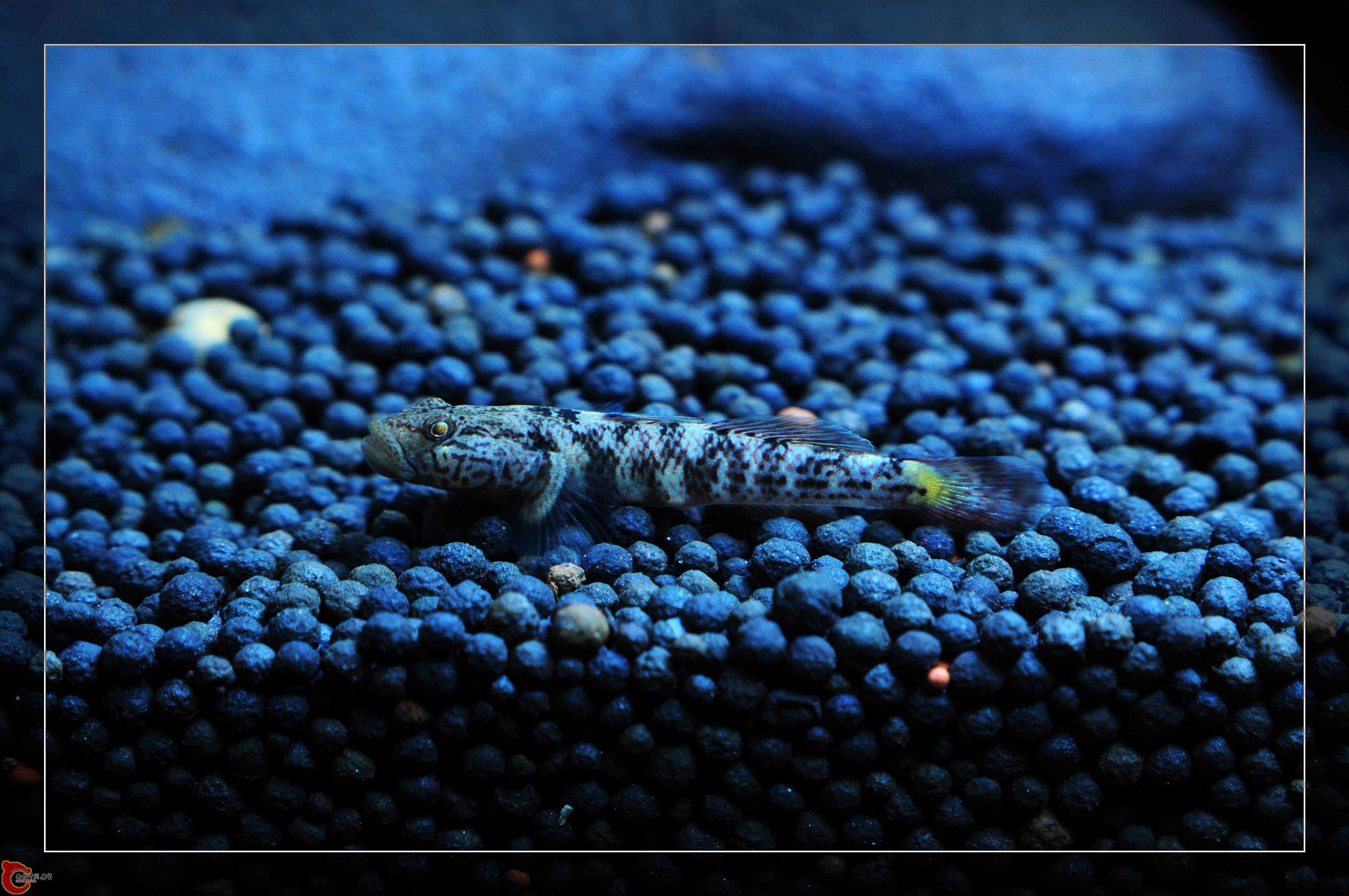 DSC_0069.JPG