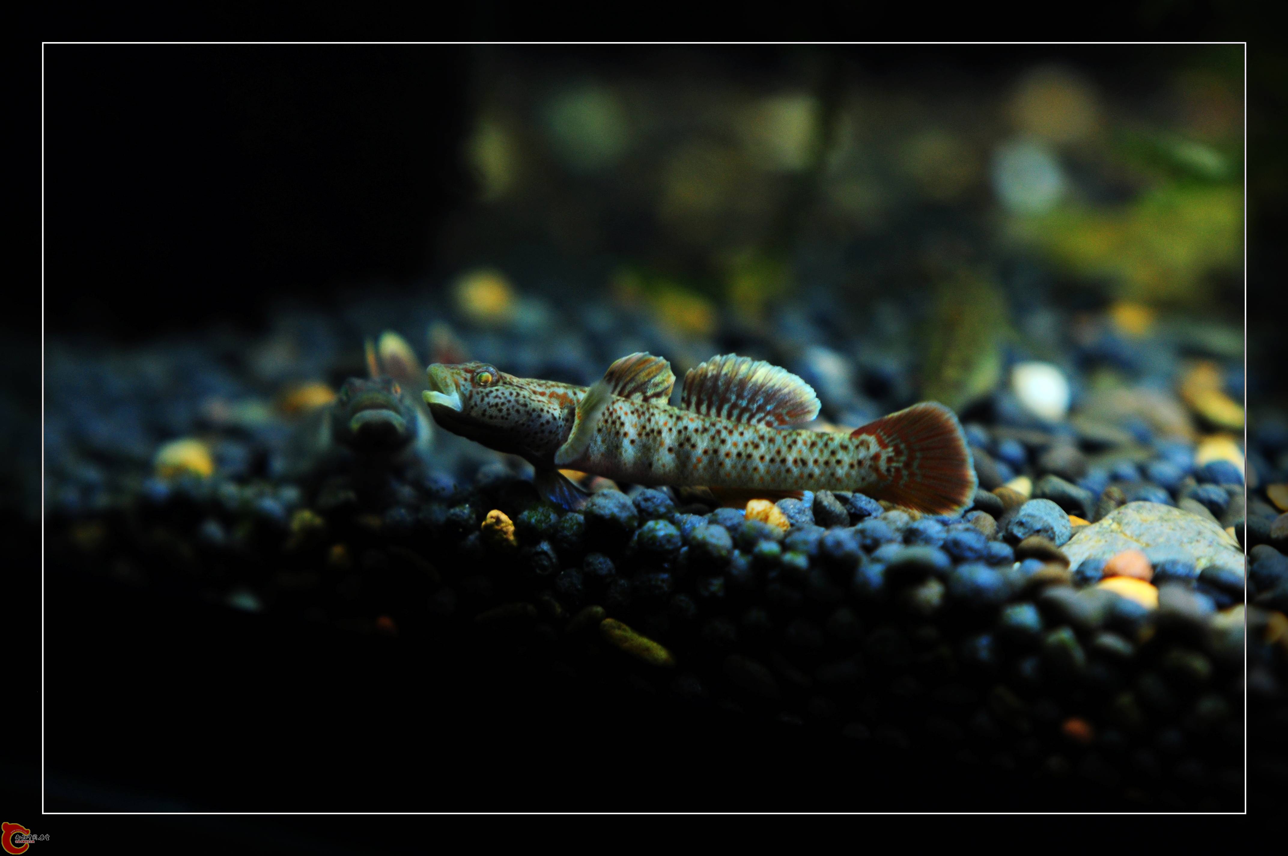 DSC_0110.JPG