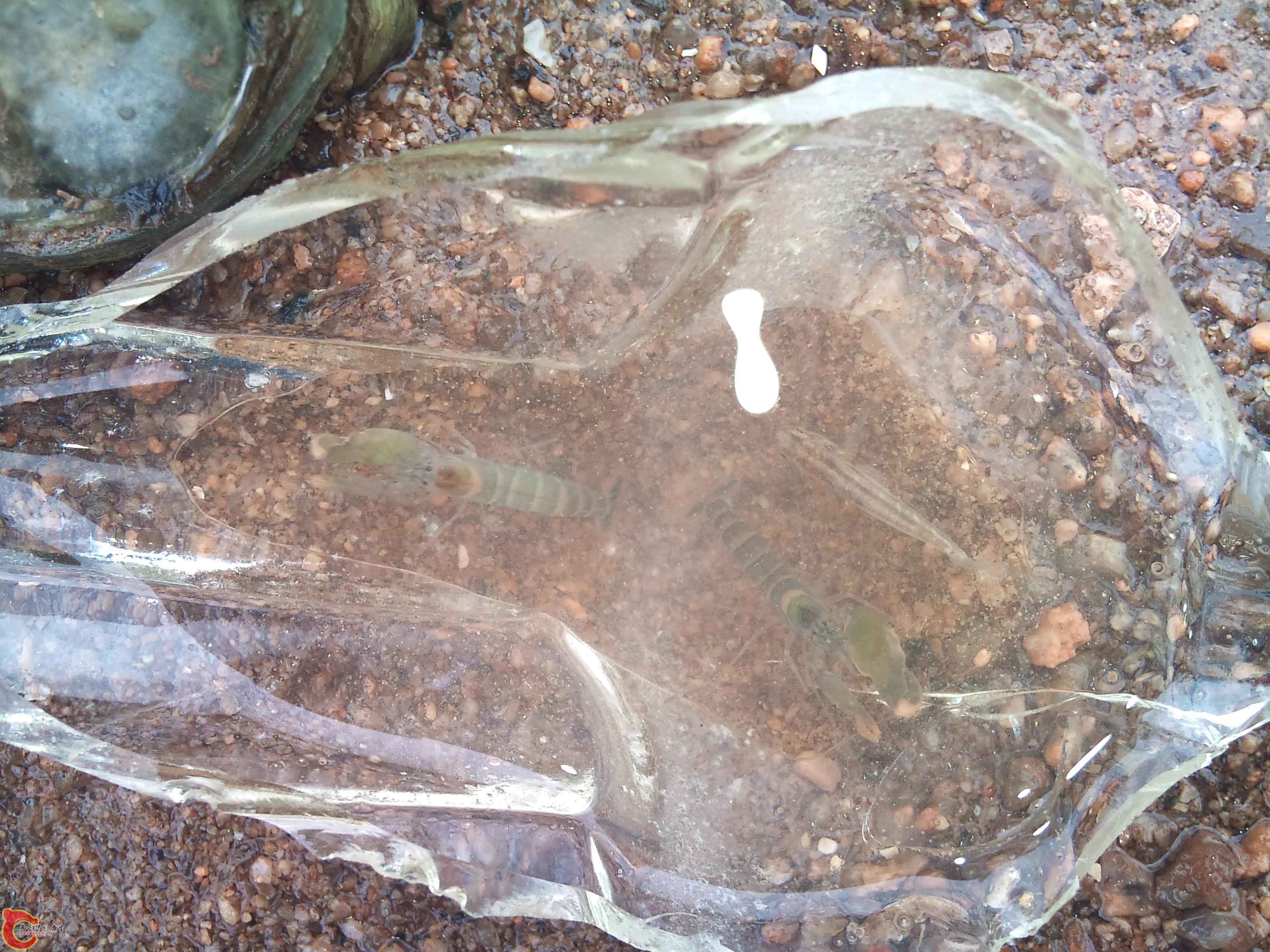 注意，虾旁边有一虾虎！