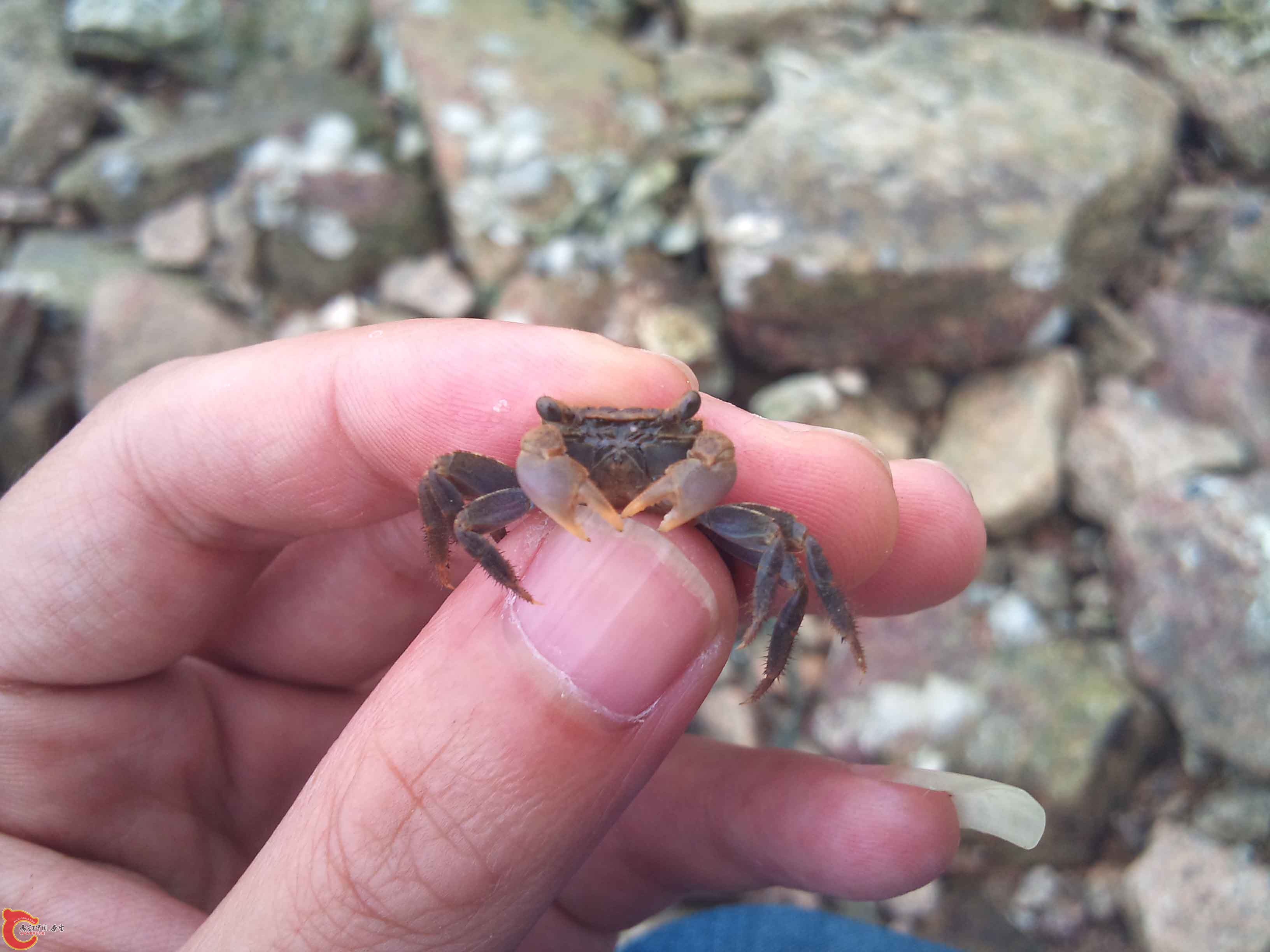 随机附送蟹一只