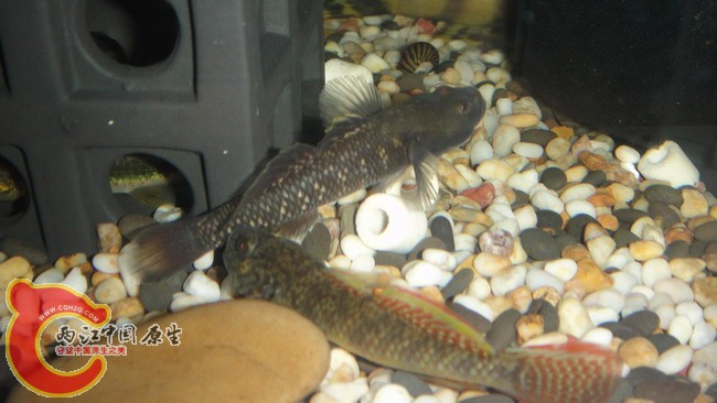 DSC04895_缩小大小.JPG