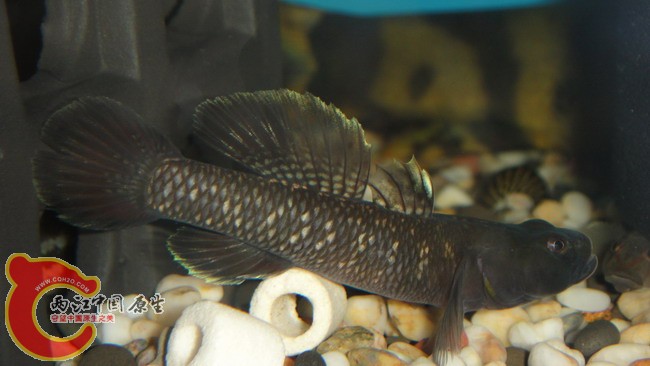 DSC04900_缩小大小.JPG