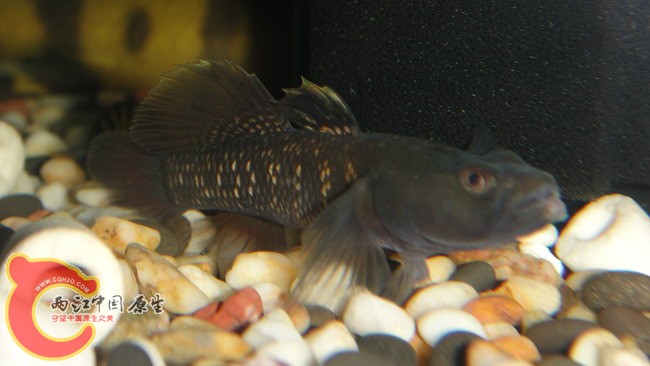 DSC04906_缩小大小.JPG