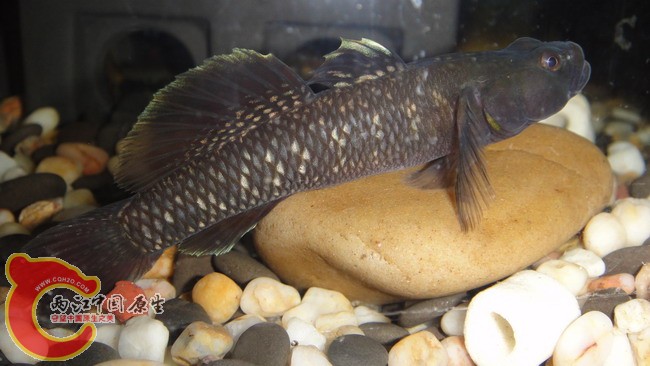 DSC04907_缩小大小.JPG
