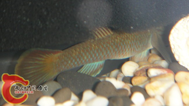 DSC04913_缩小大小.JPG