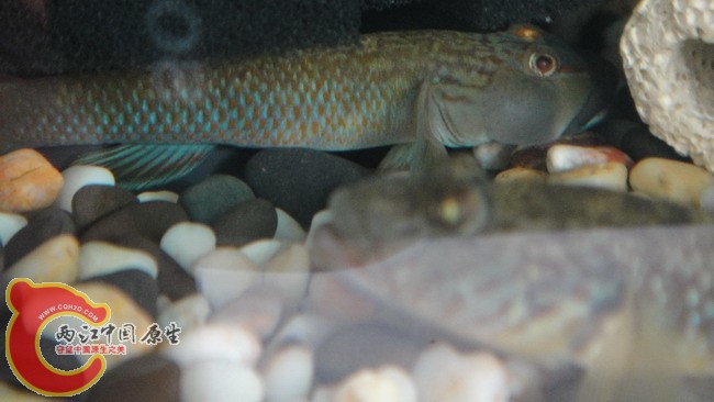 DSC04916_缩小大小.JPG