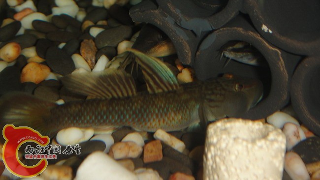 DSC04958_缩小大小.JPG