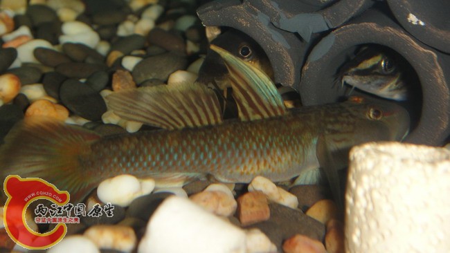 DSC04959_缩小大小.JPG