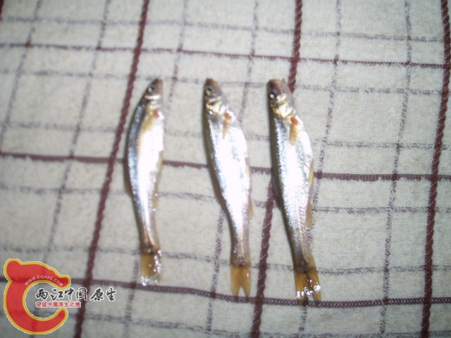 P1010264.JPG