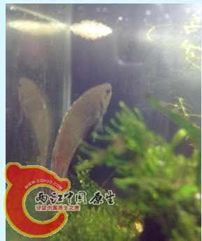 公鱼护卵