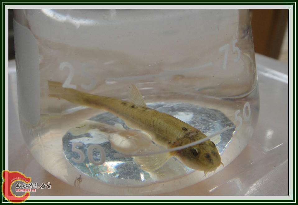 鮈 DSC00601.jpg