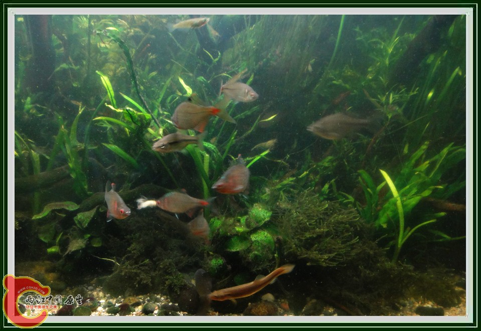 抢虾DSC00672.jpg