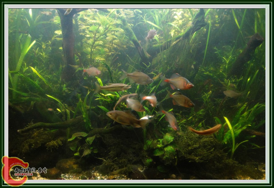 抢虾DSC00674.jpg