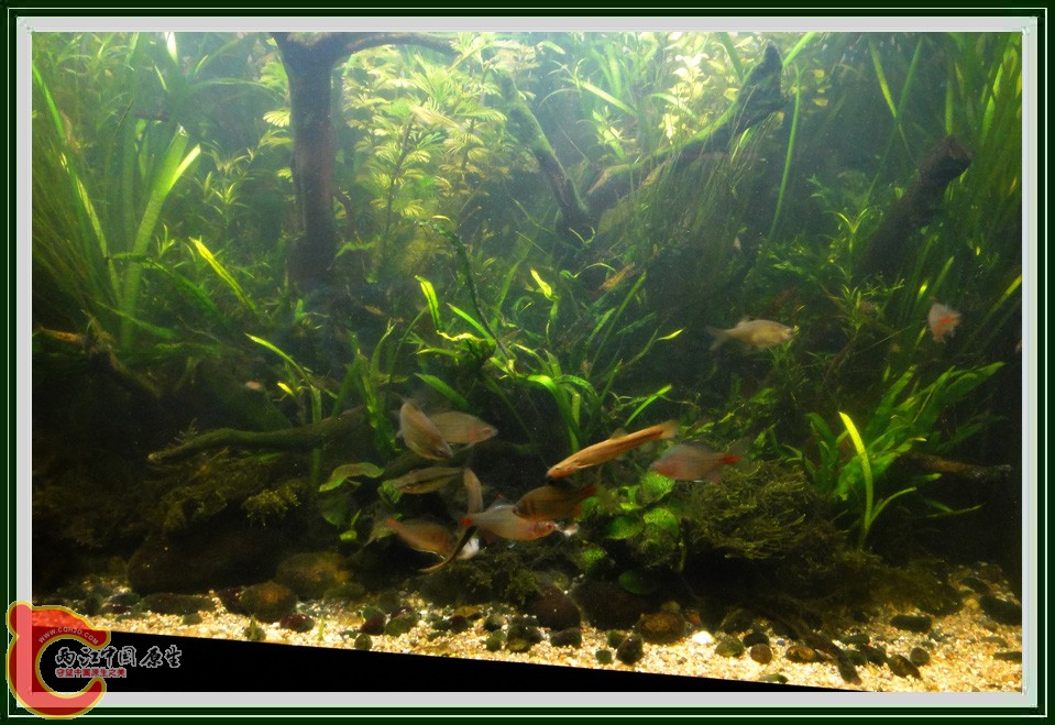 抢虾DSC00675.jpg