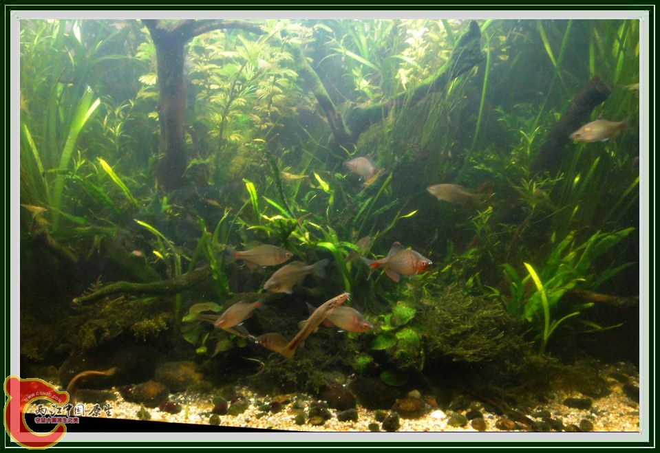 抢虾DSC00676.jpg