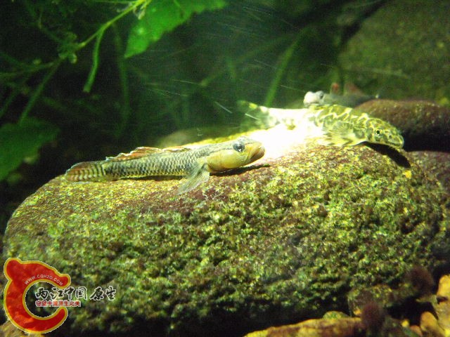DSCF4759.JPG