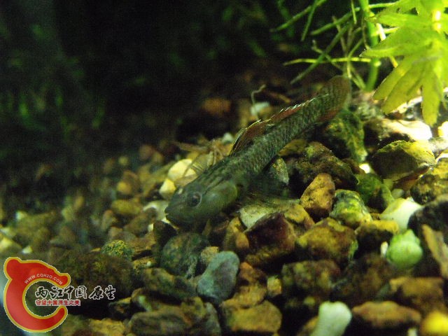 DSCF4761.JPG