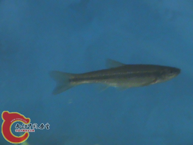 美丽的柳根鱼我的最爱