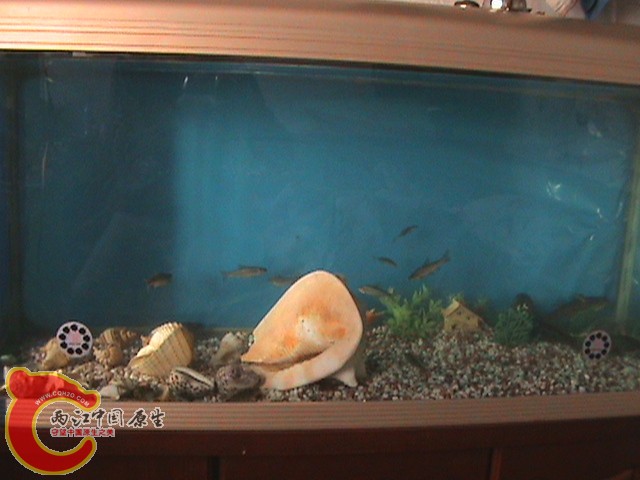 2011.5.22做的水族箱