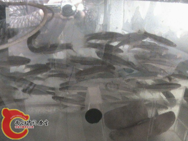 高密度柳根鱼养殖缸