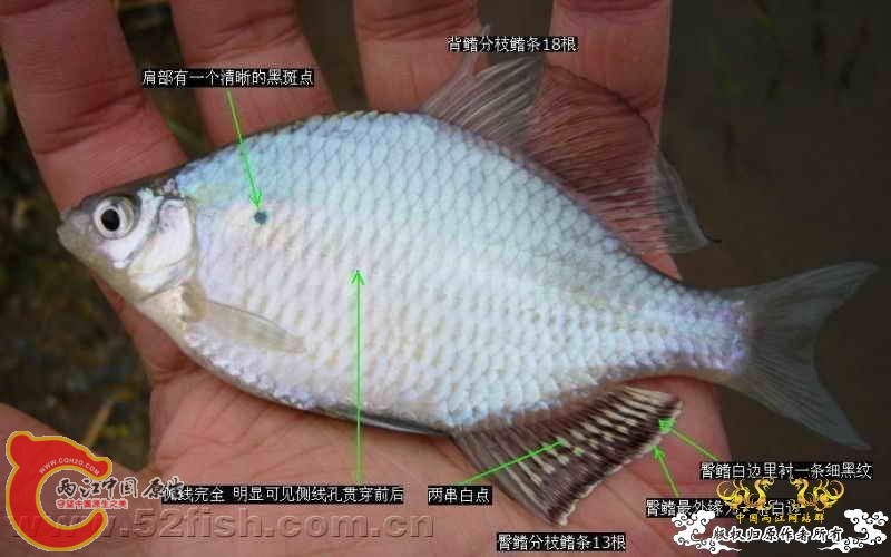 大鳍鱊.jpg