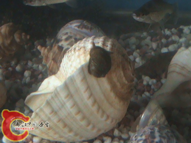 敢同我的大海螺比大