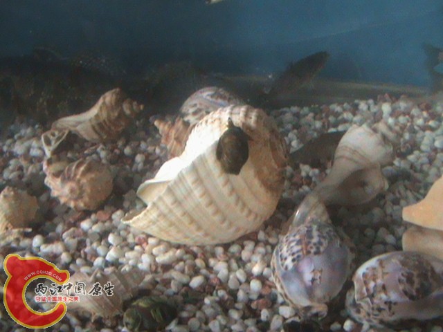 敢同我的大海螺比大