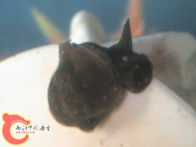 敢同我的大海螺比大