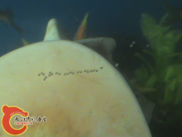 老头产卵了2011.05.25