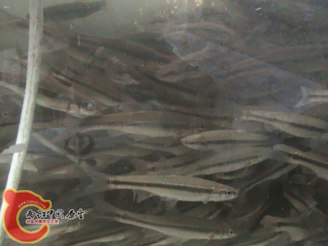 我就要挑战这个每立方米50KG的柳根鱼极限