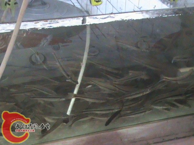 我就要挑战这个每立方米50KG的柳根鱼极限