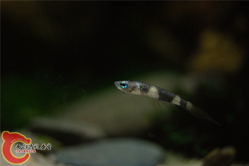 DSC_0368_副本.jpg