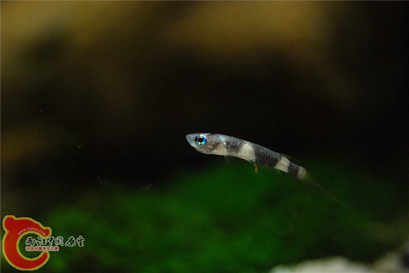 DSC_0370_副本.jpg