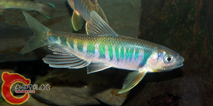 長鰭馬口鱲(Opsariichthys evolans).JPG