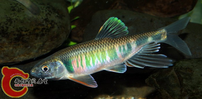 平額(寬鰭)鱲(Zacco platypus).JPG