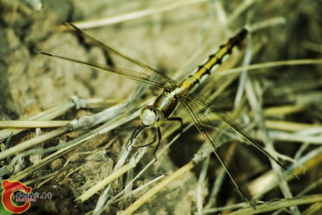 _IGP4786_conew6.jpg